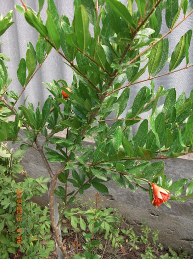 Trandafir Japonez boboci2806
