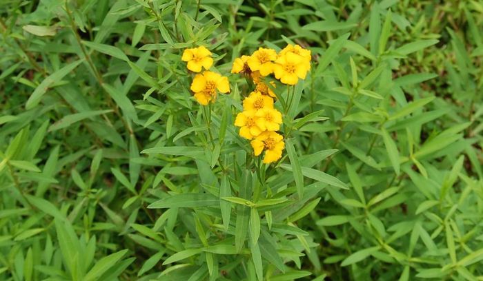 Tagetes Lucida