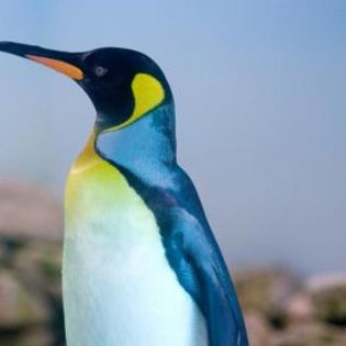 64078_1e313f43064d161a577e810d90b2d934_mdsq - BIRDS