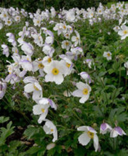 anemone wild swan