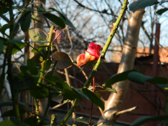 DSCN5603 - 2015_DECEMBRIE