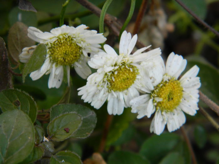 DSCN5607 - 2015_DECEMBRIE