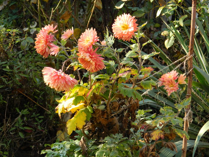 DSCN5609 - 2015_DECEMBRIE