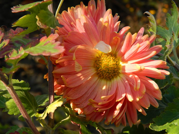 DSCN5628 - 2015_DECEMBRIE