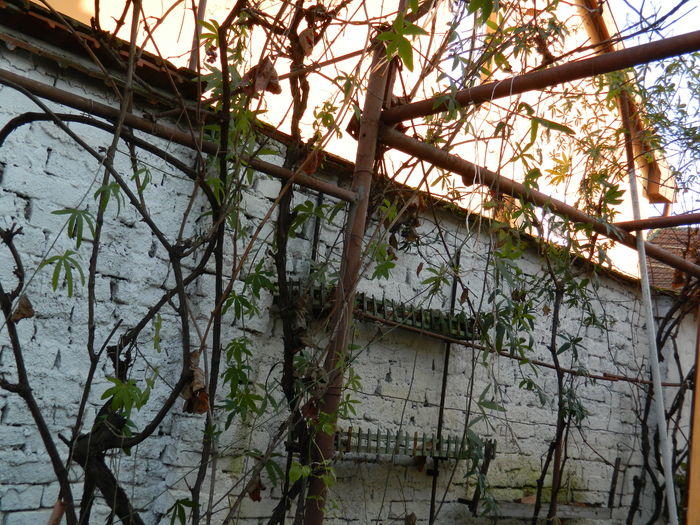DSCN5643 - 2015_DECEMBRIE