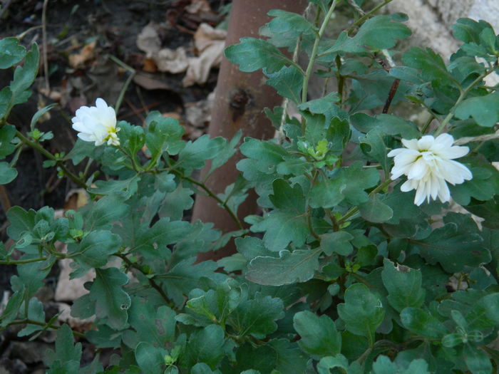 DSCN5645 - 2015_DECEMBRIE