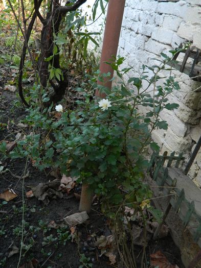 DSCN5649 - 2015_DECEMBRIE