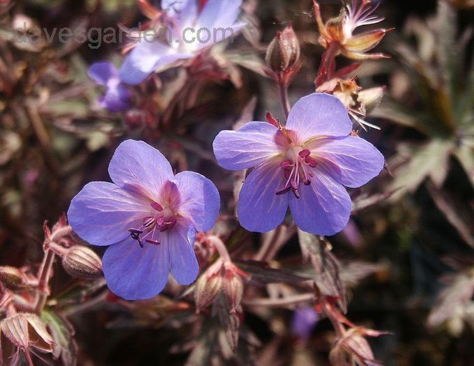 Geranium Hocus Pocus. n-a venit