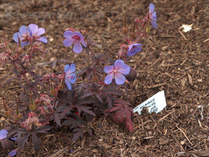 Geranium pratense Hocus Pocus