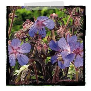 Geranium pratense Hocus Pocus