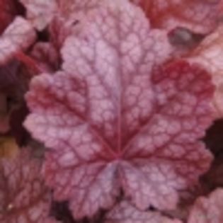 Heuchera Sparkling Burgundy - e Comanda plante noi achizitii 2016