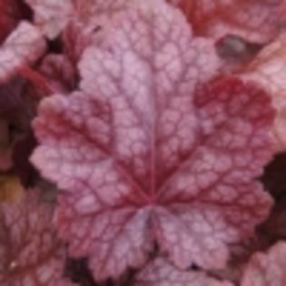 Heuchera Sparkling Burgundy; soare- semiumbra, flori albe: iun, iul , frunze rosii
(clematite)
