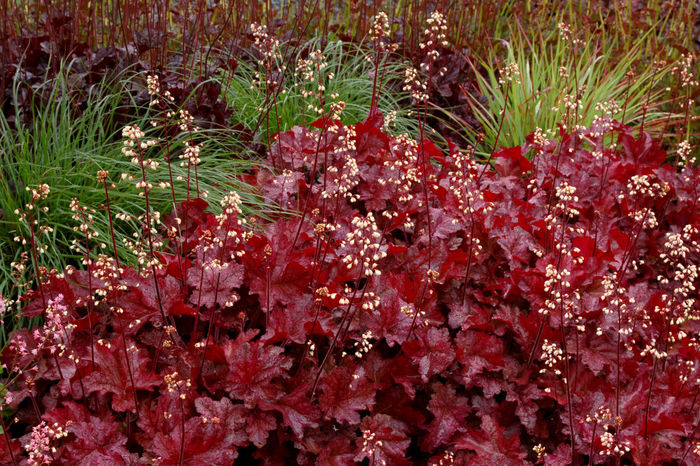 Heuchera Sparkling Burgundy - e Comanda plante noi achizitii 2016