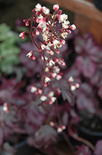 Heuchera Plum Royale