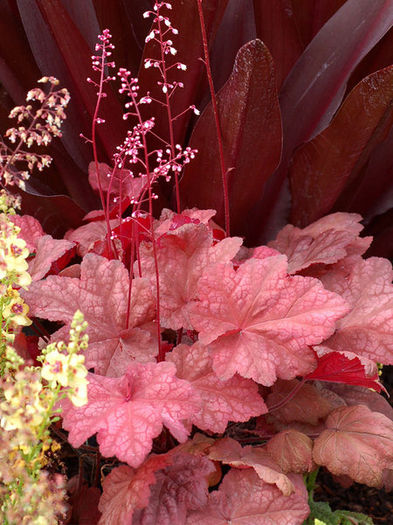 heuchera autumn leaves; (clematite)

