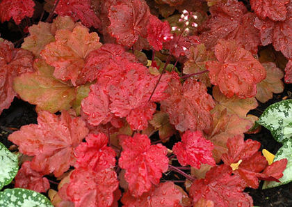 Heuchera Autumn Leaves