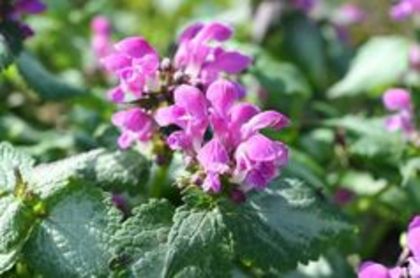 Lamium maculatum Beacon Silver - e Comanda plante noi achizitii 2016
