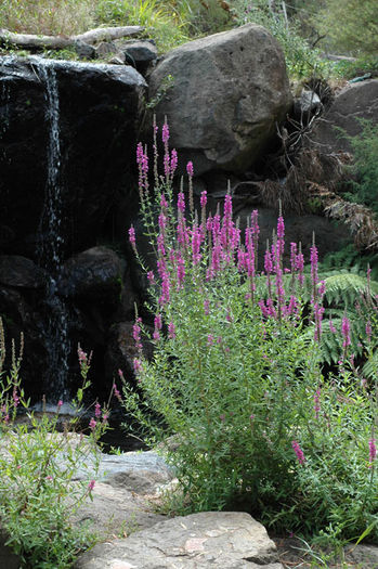 Lythrum salicaria Swirl; 1,20m ,soare,semiumbra
