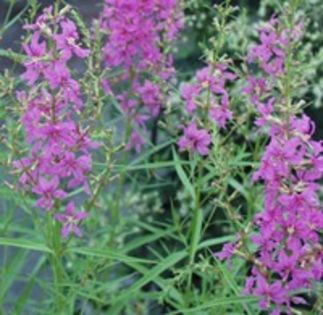 Lythrum salicaria Swirl