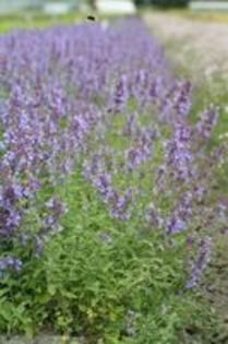Nepeta faassenii Walkers Low - e Comanda plante noi achizitii 2016