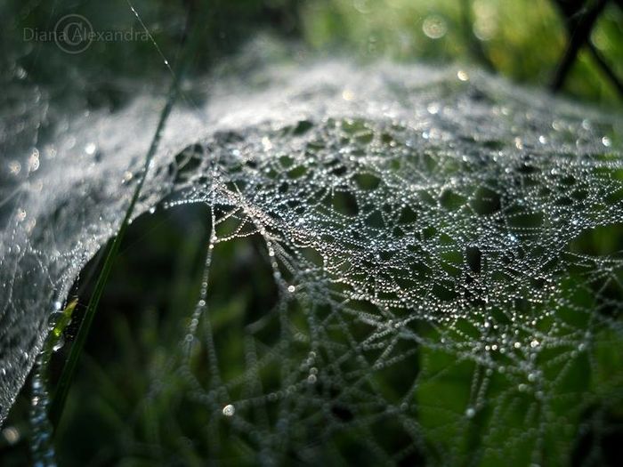Cortul păianjenului - Fel de viata in tablou de timp
