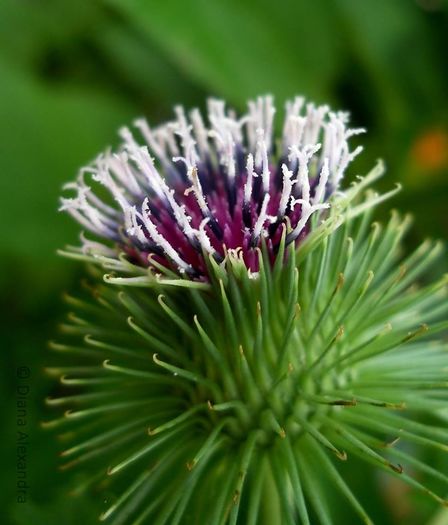 Arctium lappa (brusture,lipan) - Fel de viata in tablou de timp