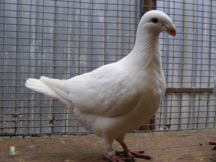 F 2015 vinduta dec.2015