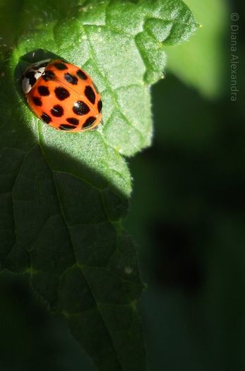 posibil sa fie Coccinella septempunctata