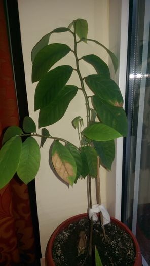 planta 1 - Cherimoya