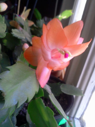 Fotografie5512 - Schlumbergera 2014-prezent