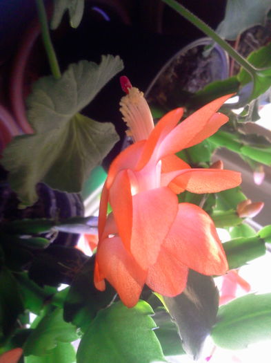 Fotografie5520 - Schlumbergera 2014-prezent