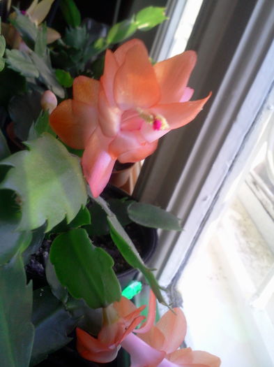 Fotografie5525 - Schlumbergera 2014-prezent