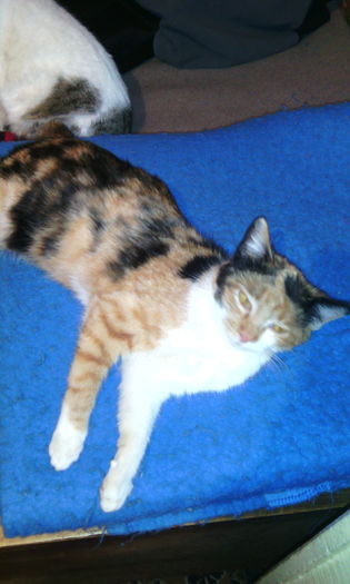 IMG_20151216_205527[1] - Animalutele mele