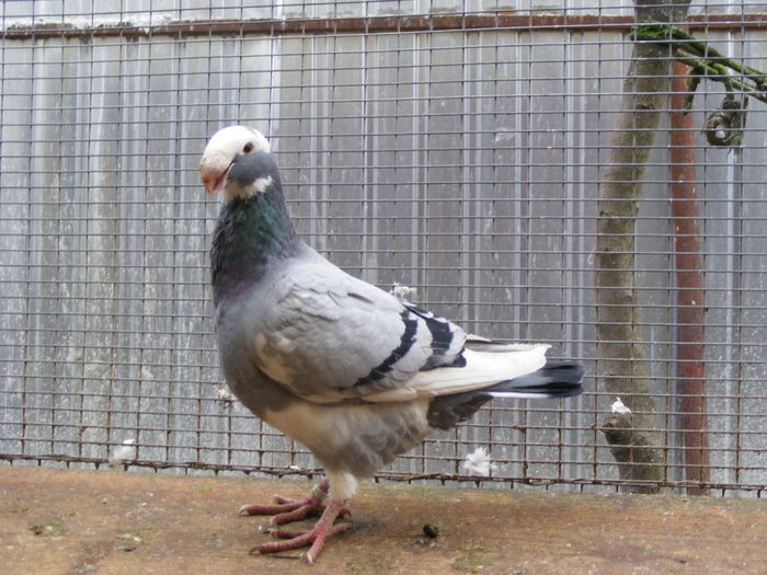 M 2015 vindut dec.2015