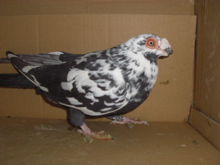 CIMG3153 - D3 _ tineret 2014