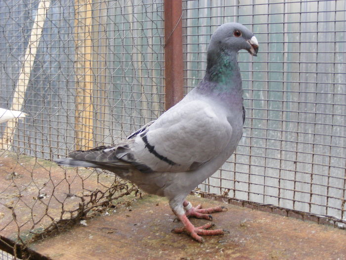 F 2015 vinduta dec.2015