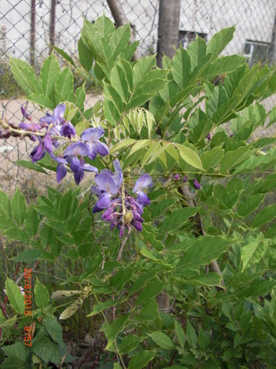 2806 - Gradina Casa si Plante Rare sau Deosebite pentru Sanatate2