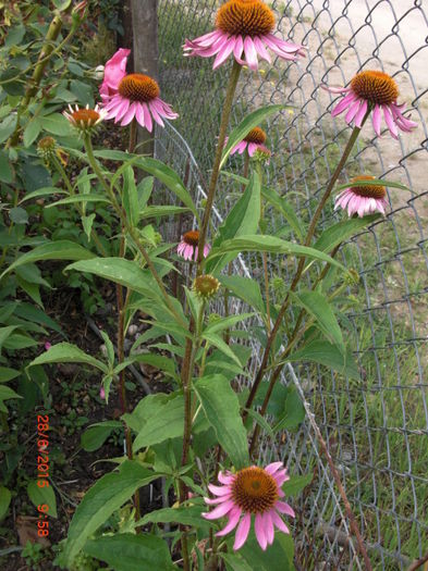echinaceea2806