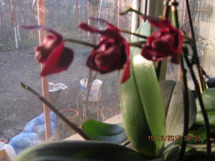 IMG_9935 - Orhidee reinfloriri