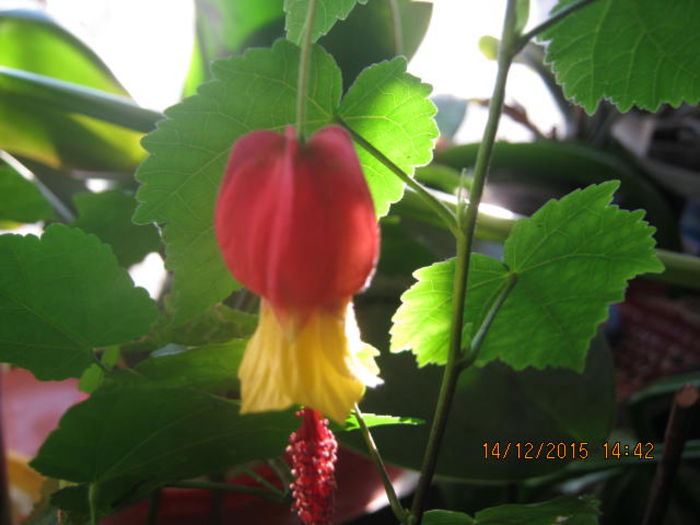 IMG_9911 - Abutilon