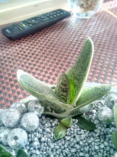 nr 32 gasteria little warty; 15 lei
