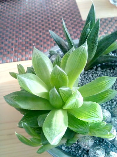 haworthia cymbiformis