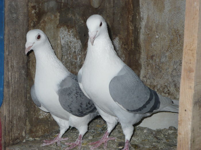 P1350081