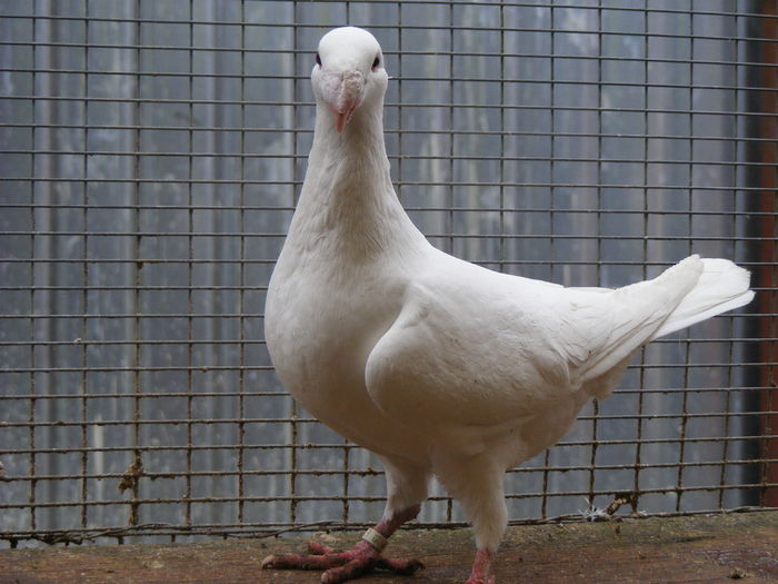 F 2015 vinduta dec.2015