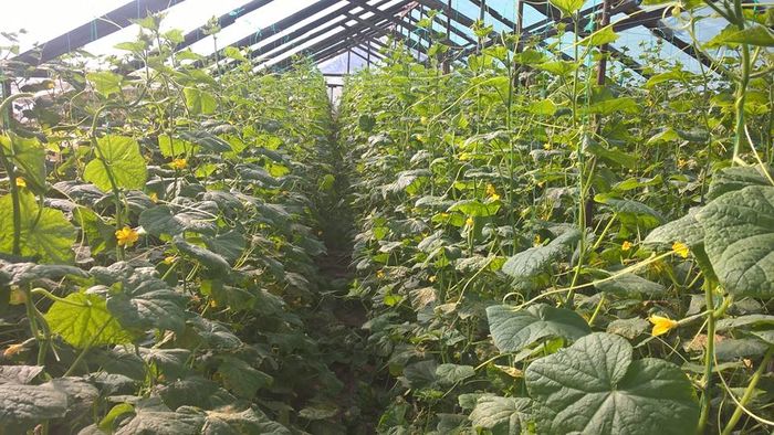 12039635_880981895303885_1198325776698769955_n