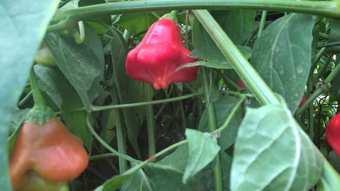 12049403_880981391970602_6840665757697332784_n - plante si pomi
