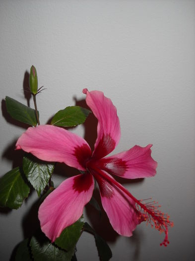 070 - HIBISCUS-2015