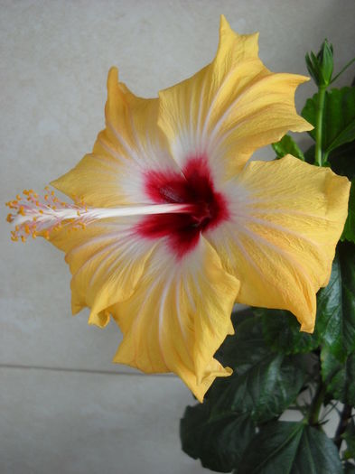 234 - HIBISCUS-2015