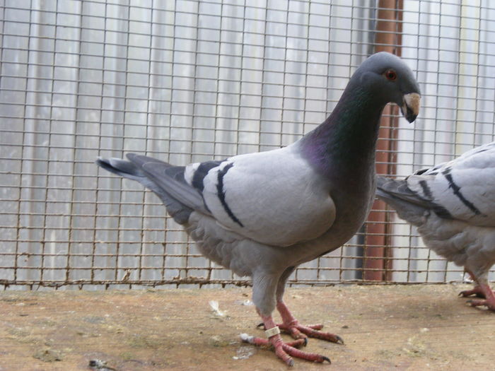 M 2015 vindut dec.2015