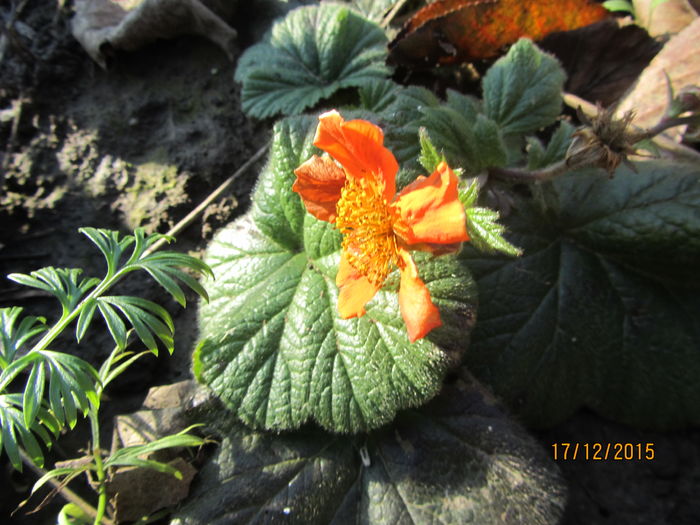 Geum in iarna - d decembrie